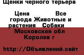 Щенки черного терьера › Цена ­ 35 000 - Все города Животные и растения » Собаки   . Московская обл.,Королев г.